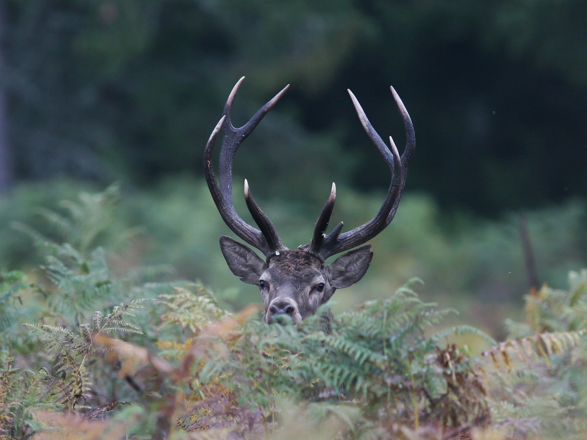 04102005-brame 2005 399.jpg